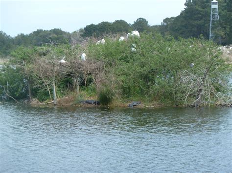 The Wanderer: Harris Neck Wildlife Refuge
