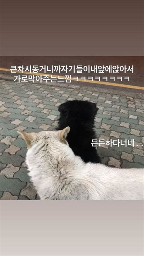 알바하다가 댕댕이들이랑 짱친 먹은 썰.jpg - 포텐 터짐 최신순 - 에펨코리아