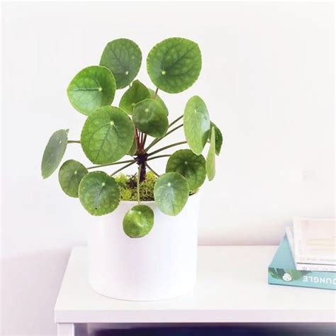 Jual Tanaman Hias Keberuntungan - Pilea Peperomidies Chinese Lucky Coin ...