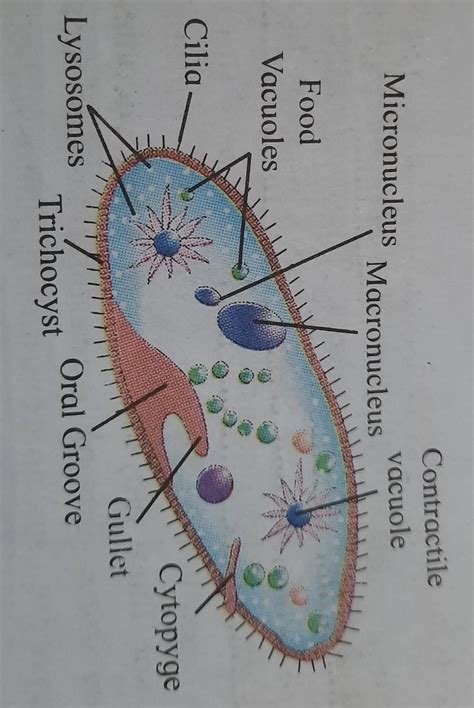 . Identify the followingdiagram label them and writedetail information ...