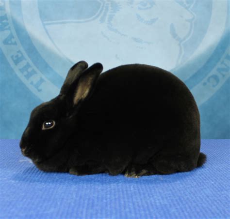 Image result for Mini Rex Varieties