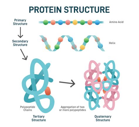 Image result for Protein Structure Types