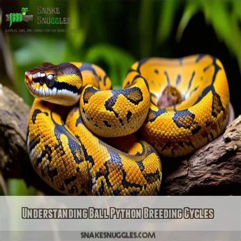 Ball Python Pregnancy 的图像结果