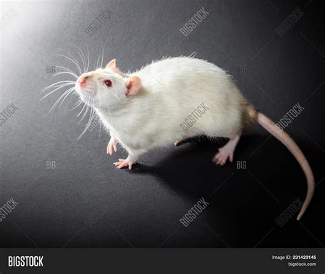 Black And White Rats