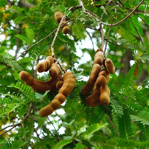 ☯️ Where To Place Tamarind In Feng Shui? (Characteristics, Direction ...