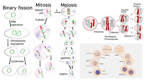 Dna Replication Daughter Cells Chart