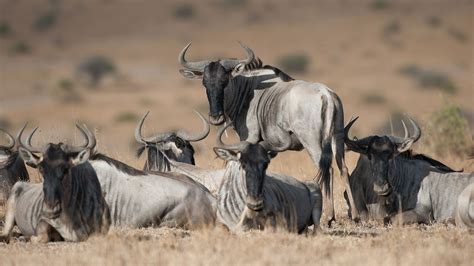 African Grasslands Animals