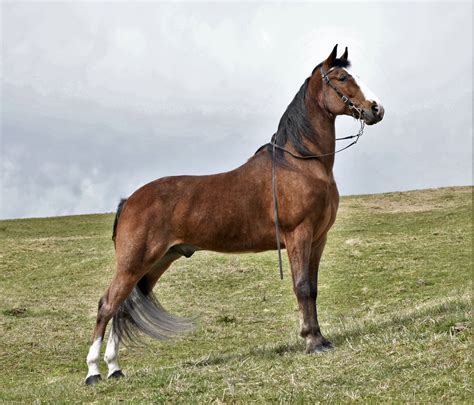 BAY ROAN TENNESSEE WALKING HORSE TIME - NEW VIDEO ADDED - Classic Horse ...