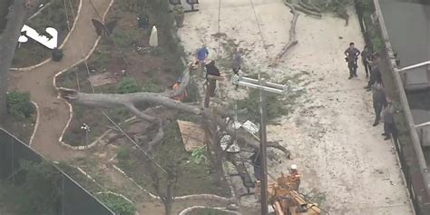 Tree branch falls on benches at San Antonio Zoo; 7 hurt