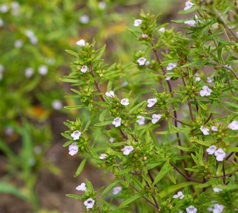 Savory | Herbal, Culinary, Medicinal | Britannica