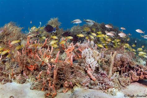 Starting April 1, harvest of tropical aquarium species prohibited at ...