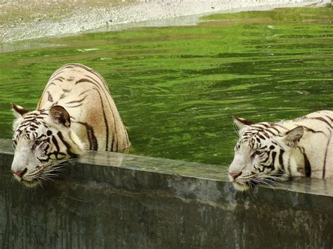 How the Delhi Zoo Buried the Deaths of Over 50 Animals in Its Inventory ...