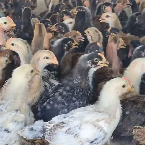 Custom Page | Shop online at NM POULTRY FARM