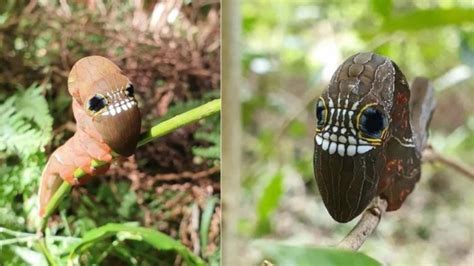 Image result for Alien Caterpillar Creature Halloween