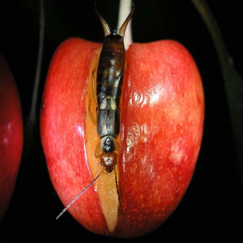 Pincher Bugs: 11 Facts About Earwigs You Need to Know