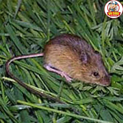 VN Care Pest Control - A Professional Pest Control in Delhi
