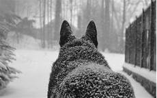 Aesthetic Wolf Wallpaper Pc by Cool Wolf Wallpaper 61 Images Aesthetic Wolf Wallpaper Pc