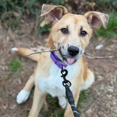 9 Best Animal Shelters In Pune You Can Adopt From | LBB