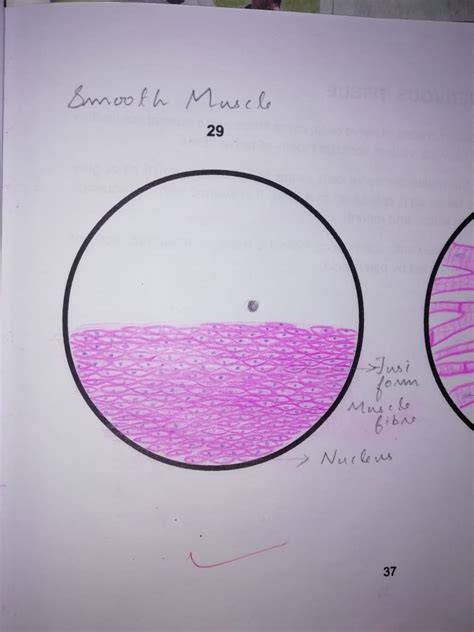 Histology of smooth muscle