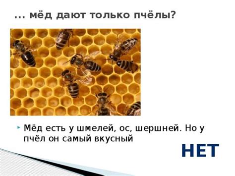 Шмелинный мед: есть ли он, как и для чего они делают
