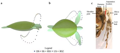 Employing Robotics for the Biomechanical Validation of a Prosthetic ...