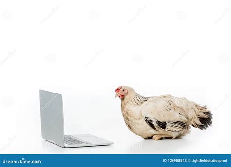 Image result for Hen Using a Computer