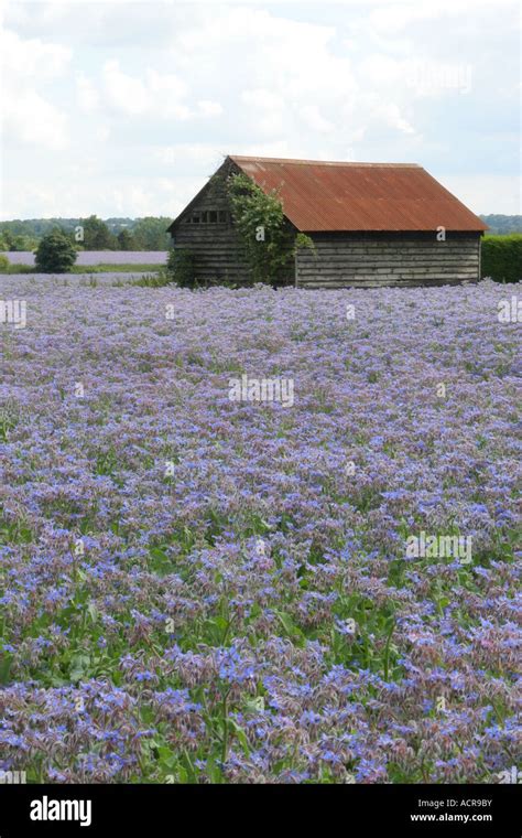 Image result for Linseed Field