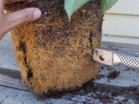 Image result for Planting a Root Bound Tree