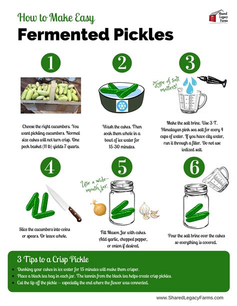Fermented Pickles: I Can't Believe It's This Easy - Shared Legacy Farms