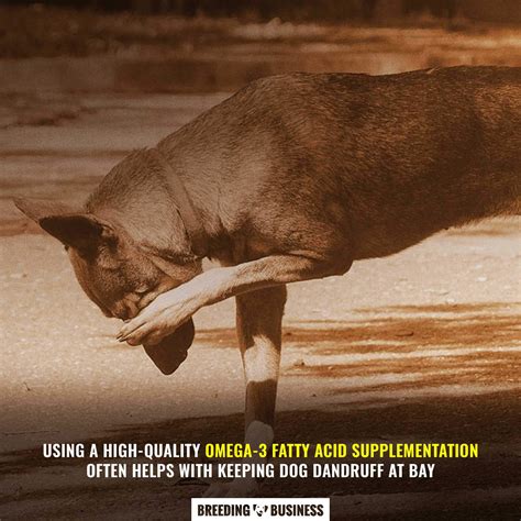 7 Best Dog Dandruff Shampoos – Buying Guides, Reviews & FAQ