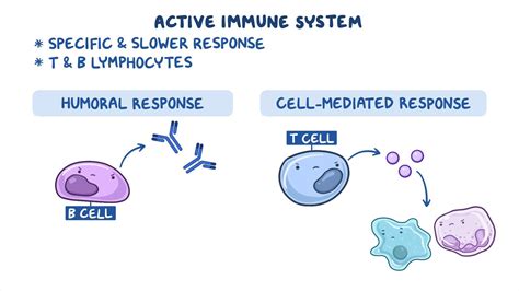 Image result for Understanding How Adaptive Immunity Works