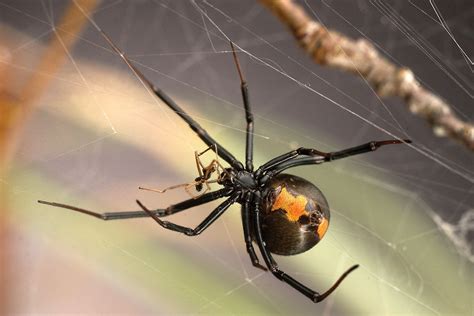 Juvenile Black Widow Spider