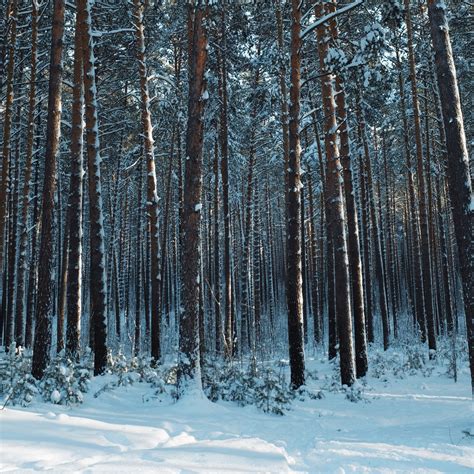 Download wallpaper 2780x2780 forest, snow, pines, trees, coniferous ...