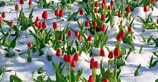 fiori invernali fiori invernali 7 magnifiche piante resistono al freddo fiori invernali fiori invernali 7 magnifiche piante resistono al freddo