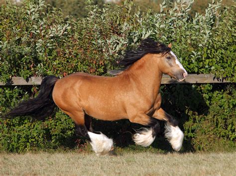 Gypsy Horse: Full Profile, History, and Care