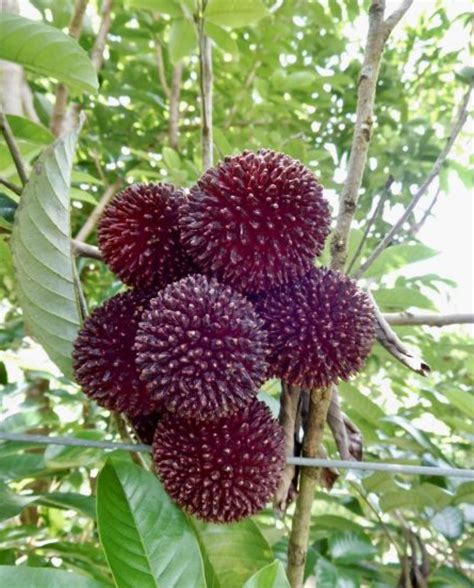 Pulasan fruit plant – ASHIYANA STORE