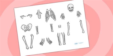 Skeleton Cut Out (teacher made)