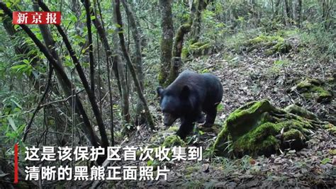 湖北一国家自然保护区内 首次拍到三只黑熊结队出现凤凰网湖北_凤凰网
