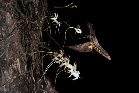 Ghost Orchid