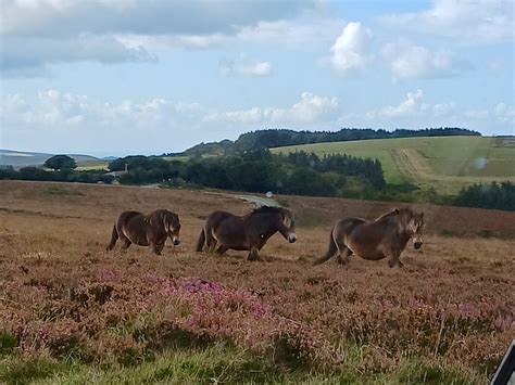 DISCOVERY TOURS OF EXMOOR (2026) All You Need to Know BEFORE You Go ...