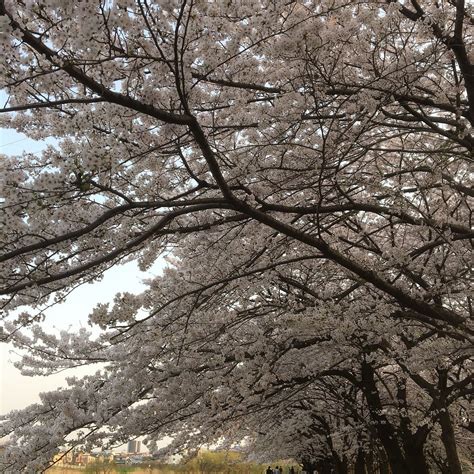 MIHASHI SOGO PARK (2026) All You Need to Know BEFORE You Go (with ...