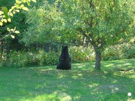 NAKED BEAR BED & BREAKFAST (Nakusp) - B&B Reviews & Photos - Tripadvisor