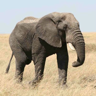 Image result for Elephant Insurance