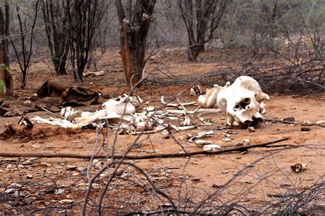 In the Nilgiris, invasive plant species are driving animals into ...