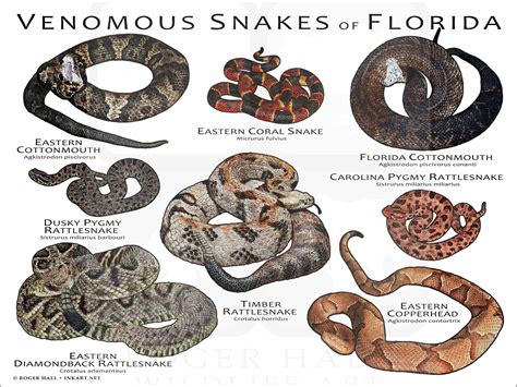 Venomous Snakes of Florida Art Print / Field Guide - Etsy