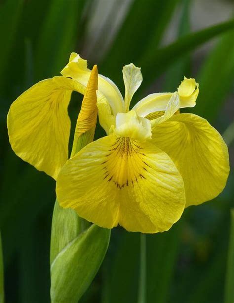 Iris Imported Flower Bulbs Yellow – Radhakrishnaagriculture