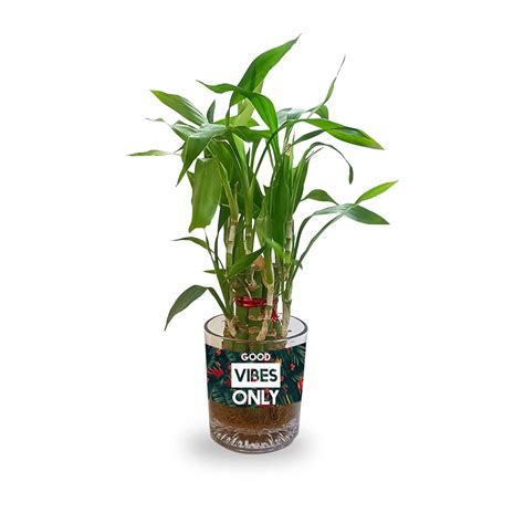 TheYaYaCafe Lucky Bamboo Planter Indoor Plants_1 Tier For Home, Office ...