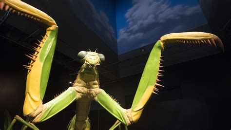 Giant Praying Mantis