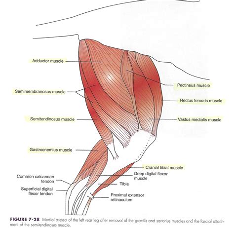 Pectineus Muscle Dog