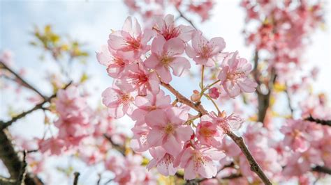 南京鸡鸣寺的樱花今年的花期是什么时候2022_旅泊网